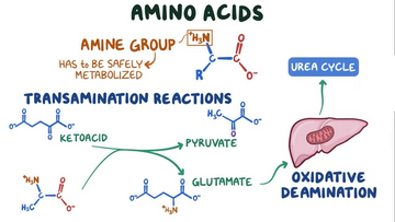 The Effectiveness of Amino Acids: A Sustainable Approach to Increasing Protein Intake